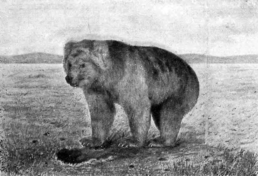 Тибетский медведь (Ursus lagomyiarius) - очень светлый экземпляр