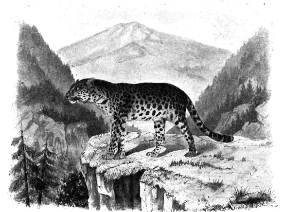 Леопард (Felis fontanieri); ><sup>1</sup>/<sub>30</sub> наст. вел