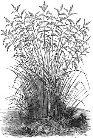 Дэрэсуе Lasiagrostis splendens)