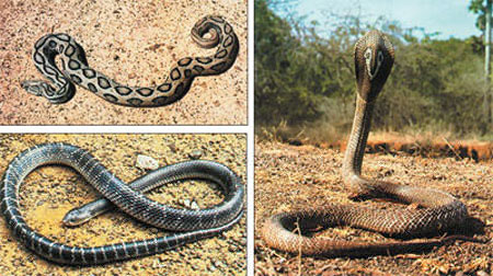 Самые опасные змеи Индии: гадюка Расселла (вверху), крайт (внизу) и кобра (справа). Фото Валерия Кашина и Людмилы Синицыной