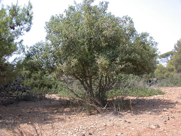 Палестинский дуб (Quercus calliprinos)