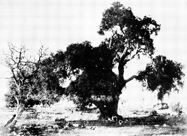 Дуб на фотографии 1856 года