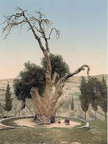 Раскрашенная фотография дуба, около 1900 года